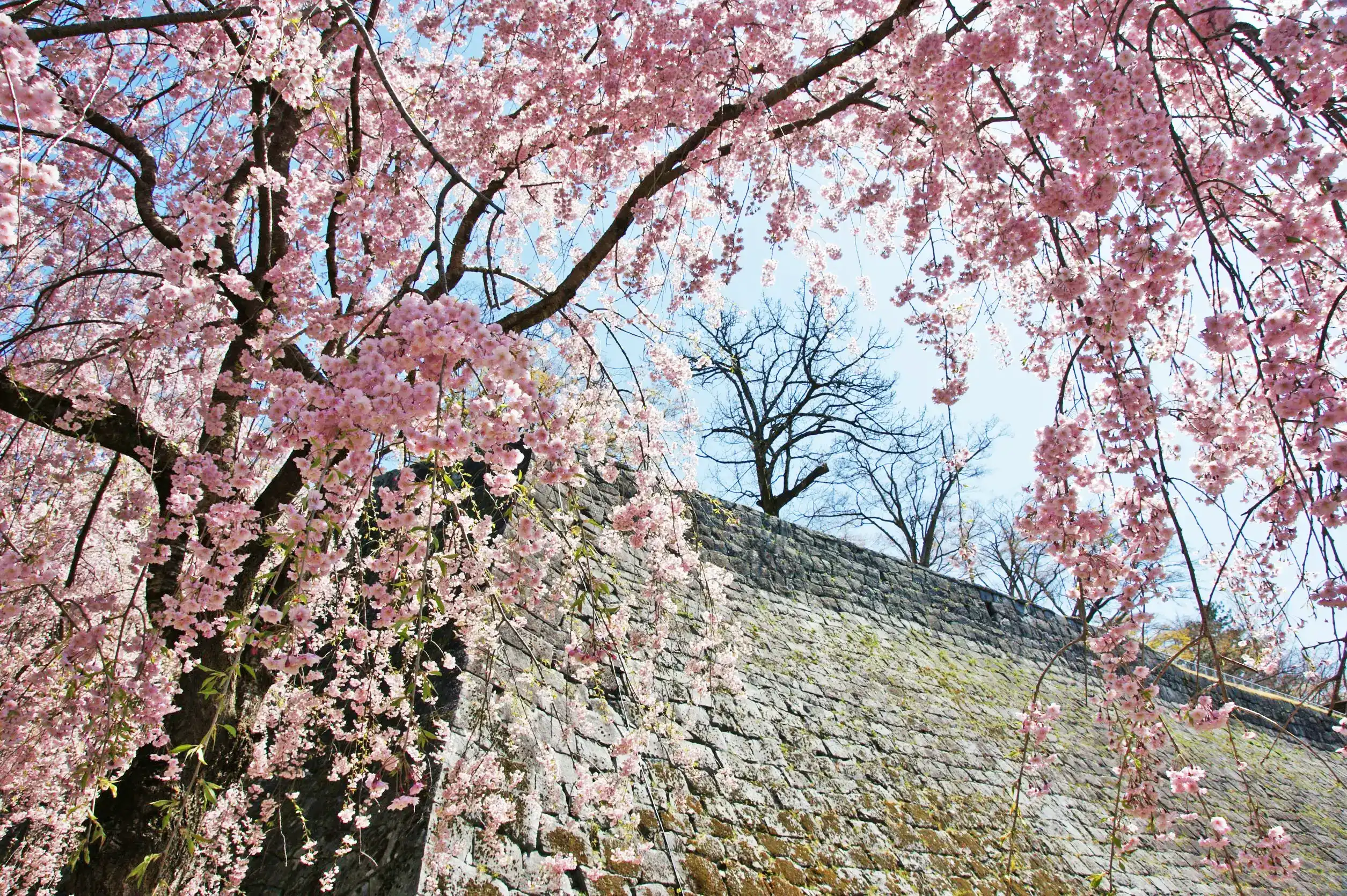 メインビジュアル・桜の写真